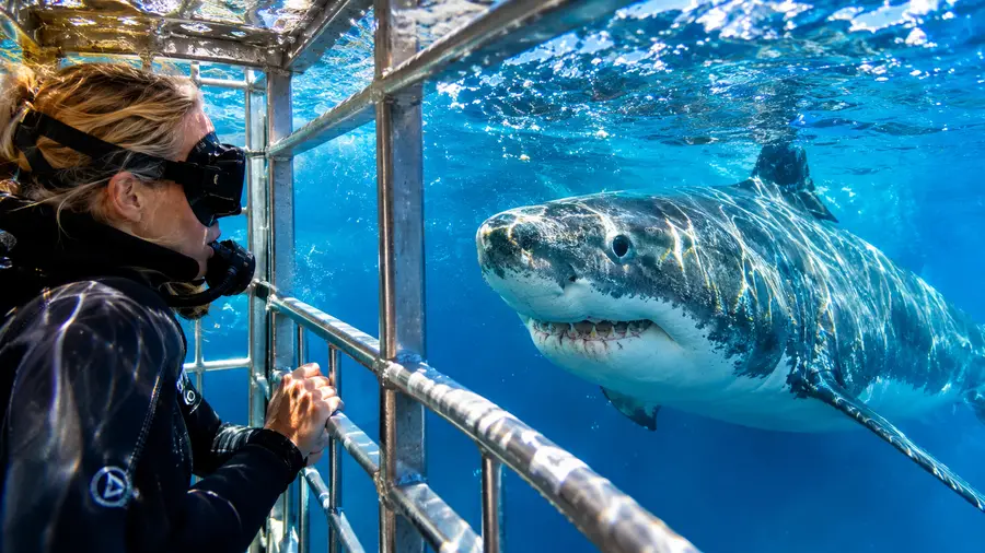 Cape Town Shark Diving Season Best Time to Go