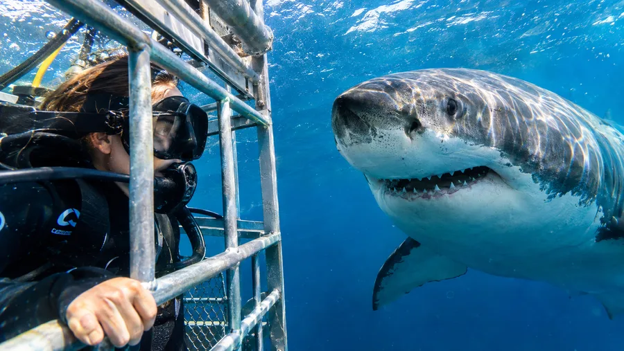 Eco Shark Diving in Cape Town Responsible Tourism
