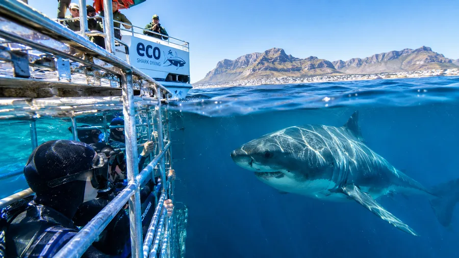 Eco Shark Diving in Cape Town Responsible Tourism