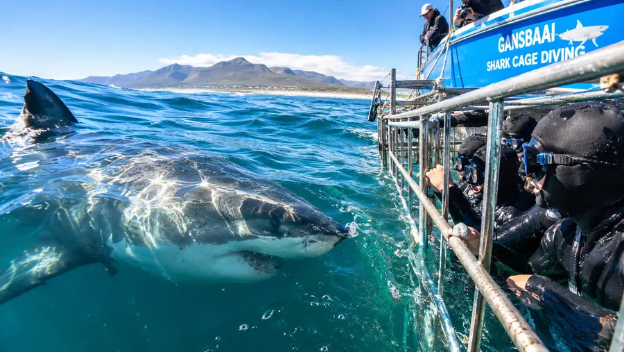 Gansbaai Shark Cage Diving What You Should Know