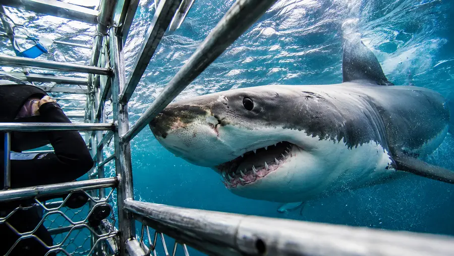 Is Shark Cage Diving Safe in Cape Town