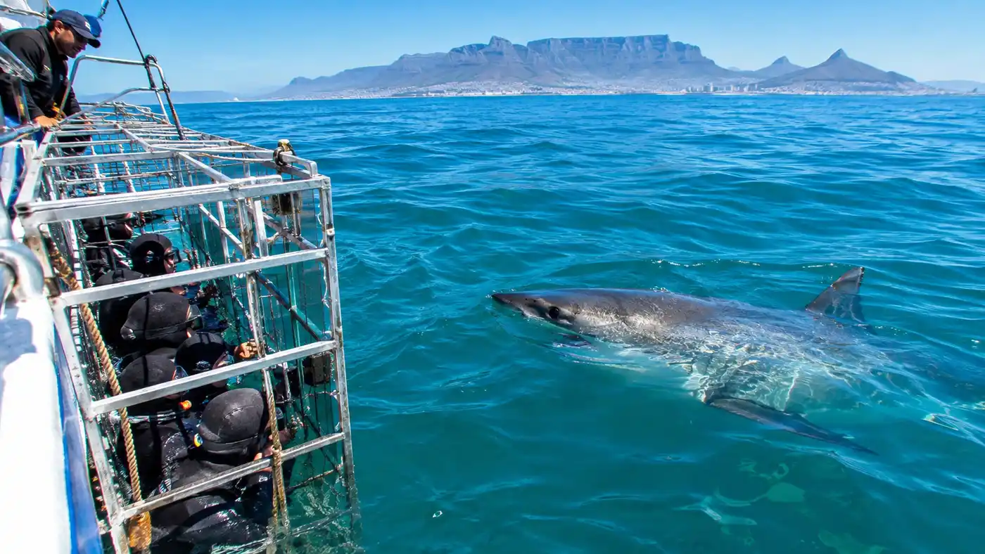 Is Shark Cage Diving Safe in Cape Town
