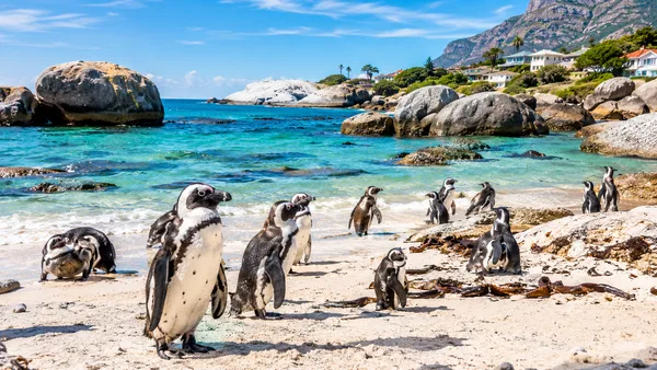 Boulders Beach Penguin Colony