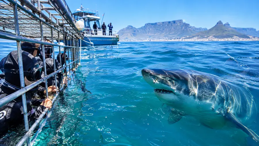 Shark Cage Diving Near Cape Town Locations Explained